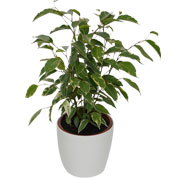 Ficus Golden King + Cachep Branco